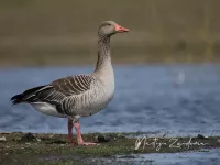 Oostelijk grauwe gans [Anser anser rubirostris]